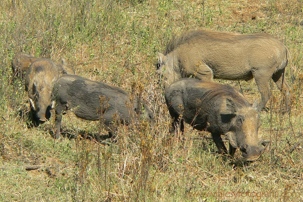 Pilanesberg 100048