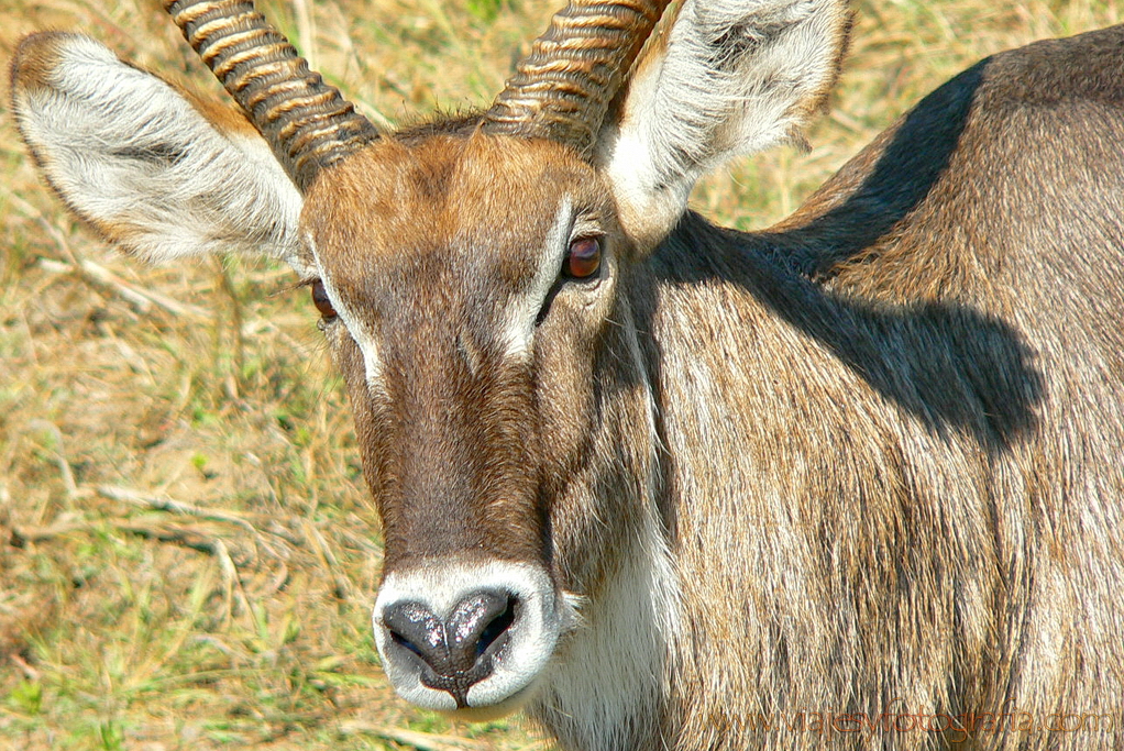 Pilanesberg 1000483