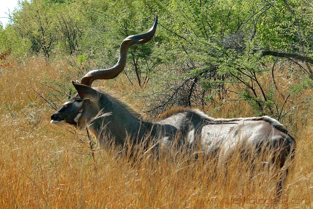 Pilanesberg 1000498