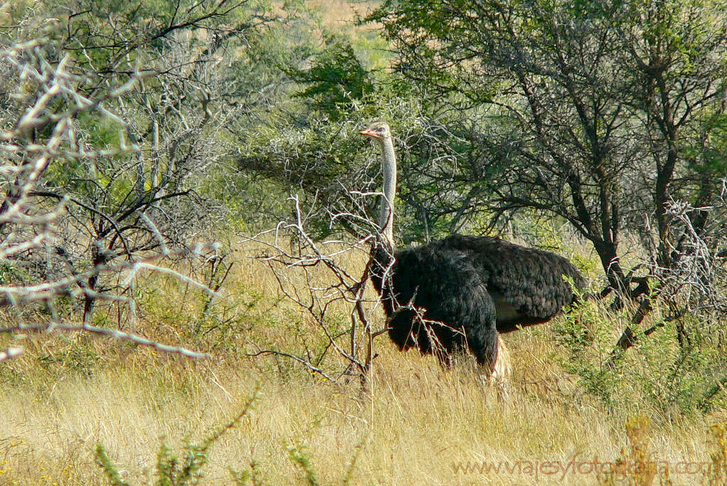 Pilanesberg 1000521