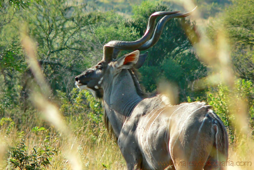 Pilanesberg 1000547