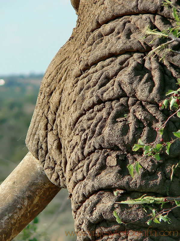 Pilanesberg 1000565