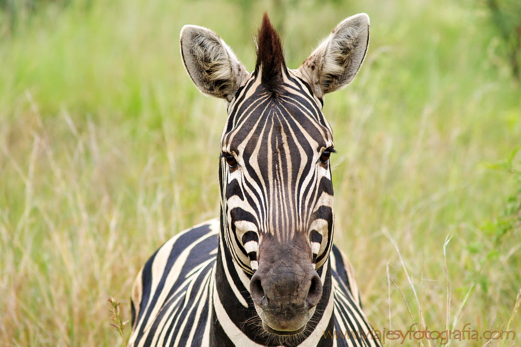 Pilanesberg 4588