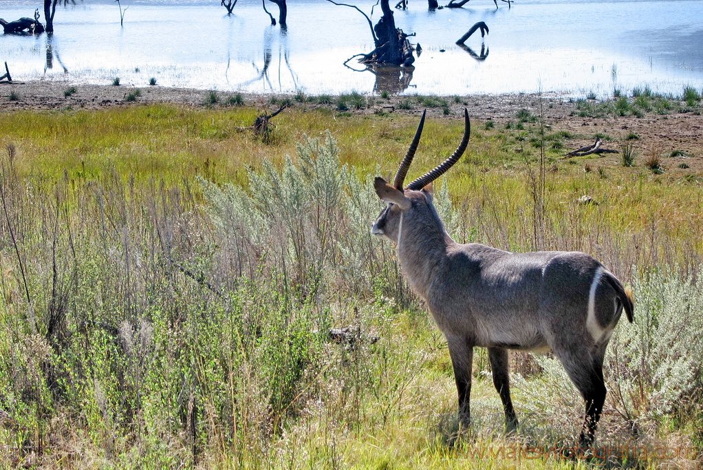 Pilanesberg 4577