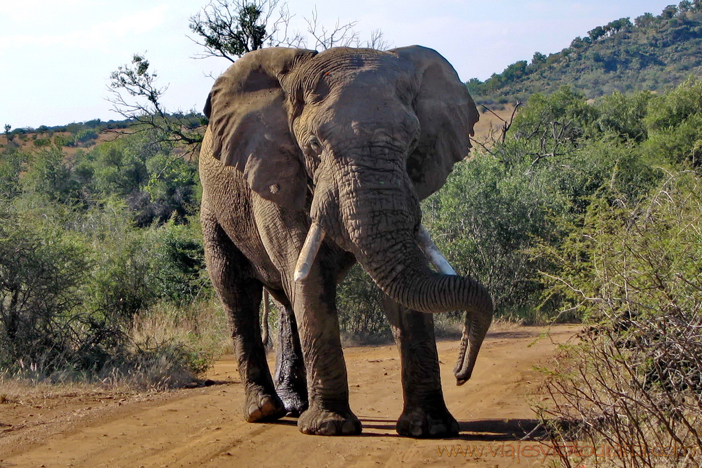 Elefante enfadado