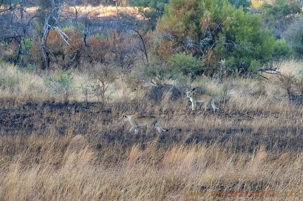 Pilanesberg 6550