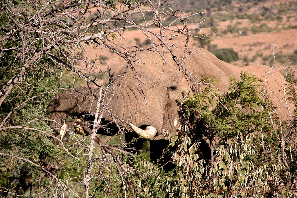 Pilanesberg 6836