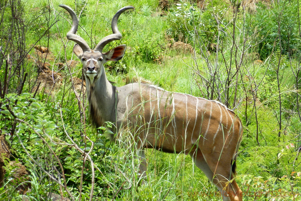 Pilanesberg101097