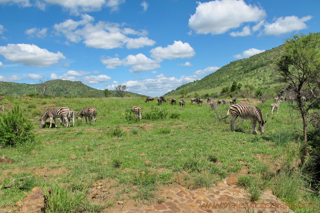 Pilanesberg_0413