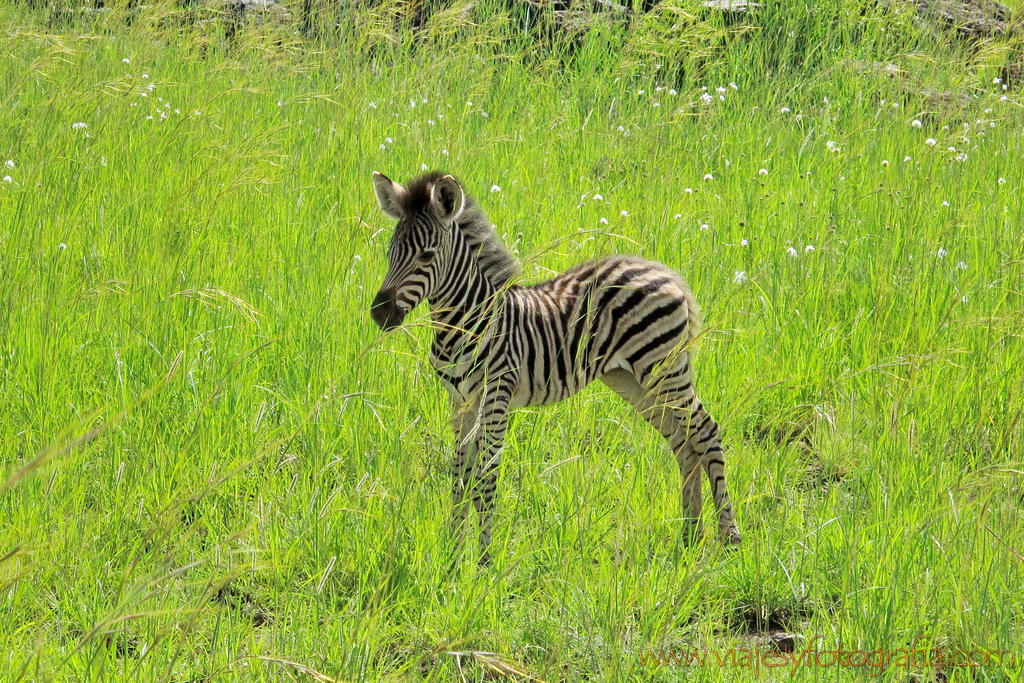 Pilanesberg_0442