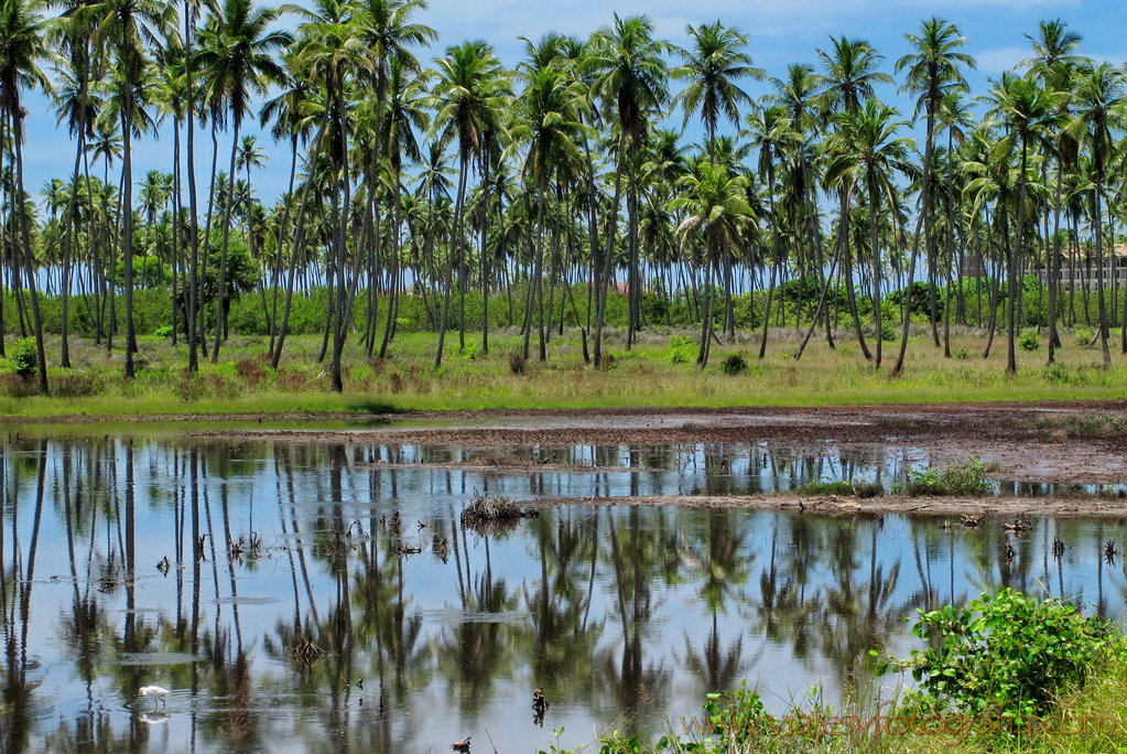 Porto de Galinhas 03