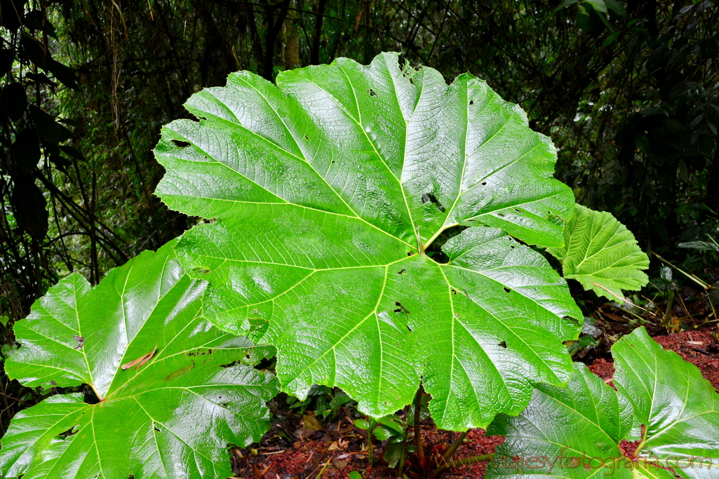 Volcan Poas Costa Rica 2255