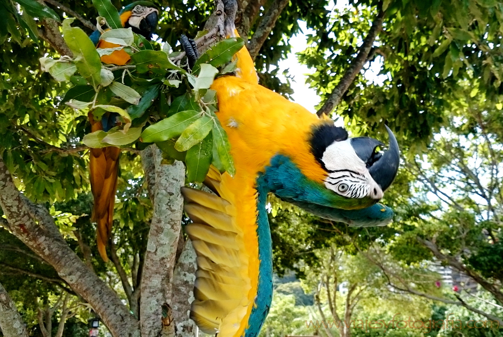 Araras en Lagoa de Freitas