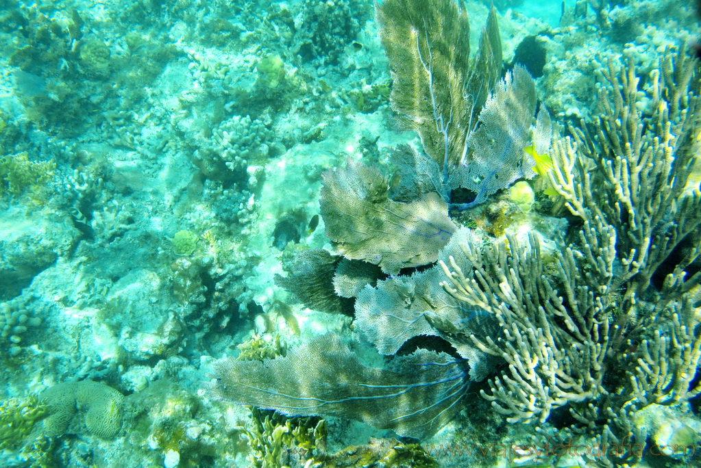 Isla Culebra playa de Carlos Rosario 2074