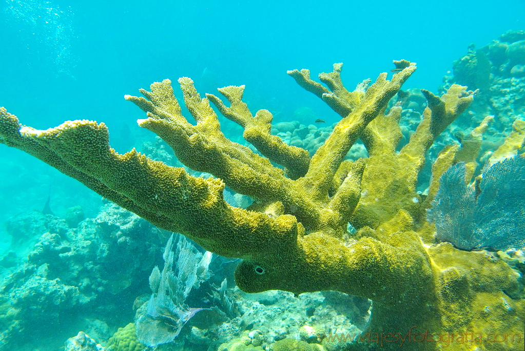 Isla Culebra playa de Carlos Rosario 2094