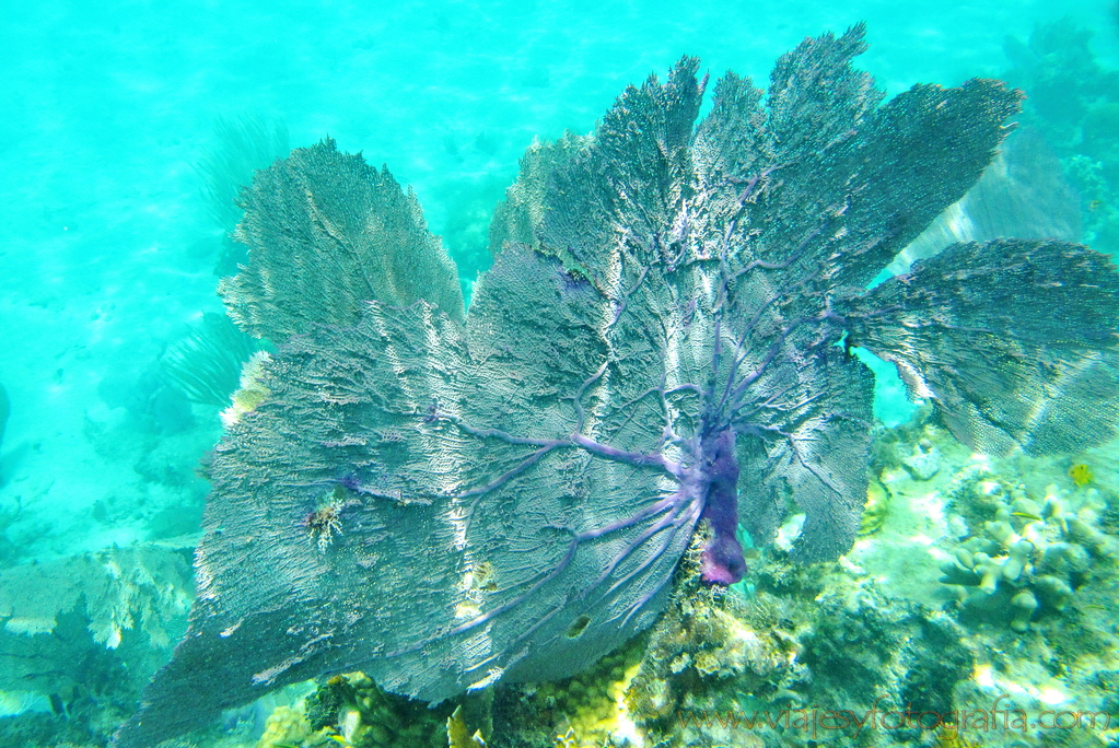 Isla Culebra playa de Carlos Rosario 2117