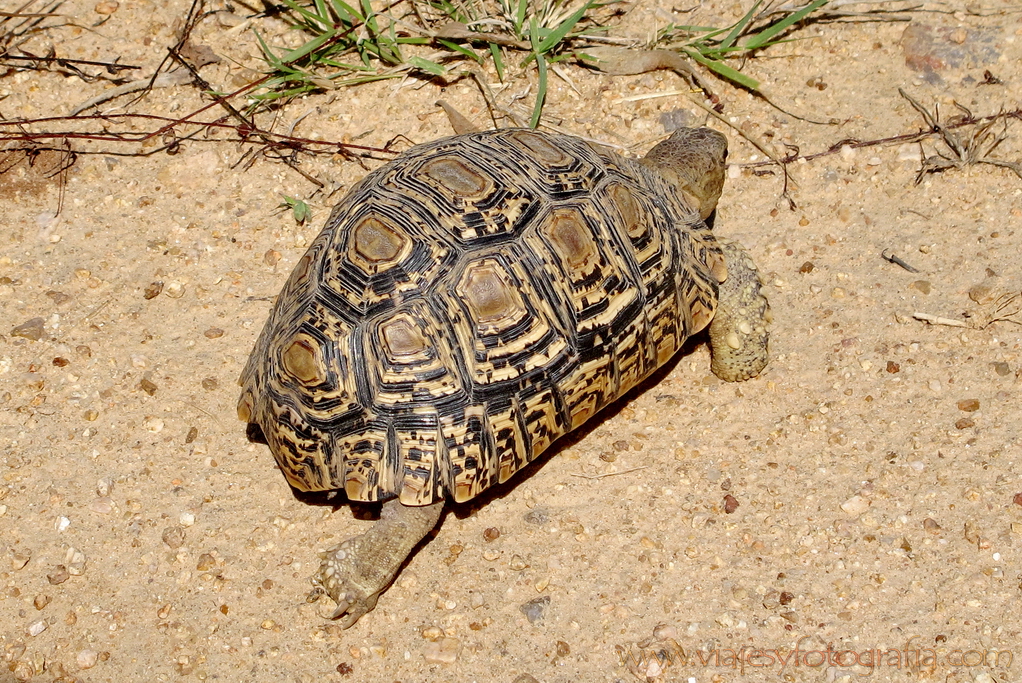 Kruger tortuga