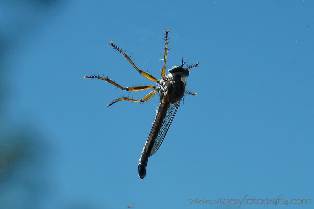 Kruger mosquito