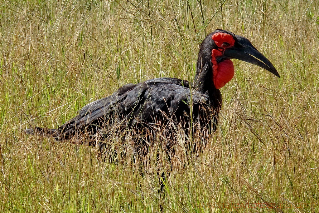 Kruger ground hornbill 