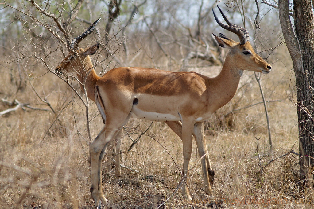 Kruger impalas