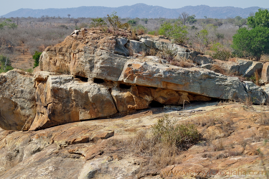 Kruger. Encuentra el leopardo