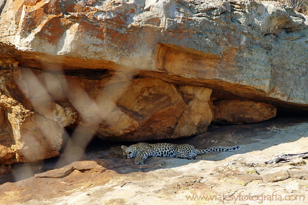 Kruger leopardo