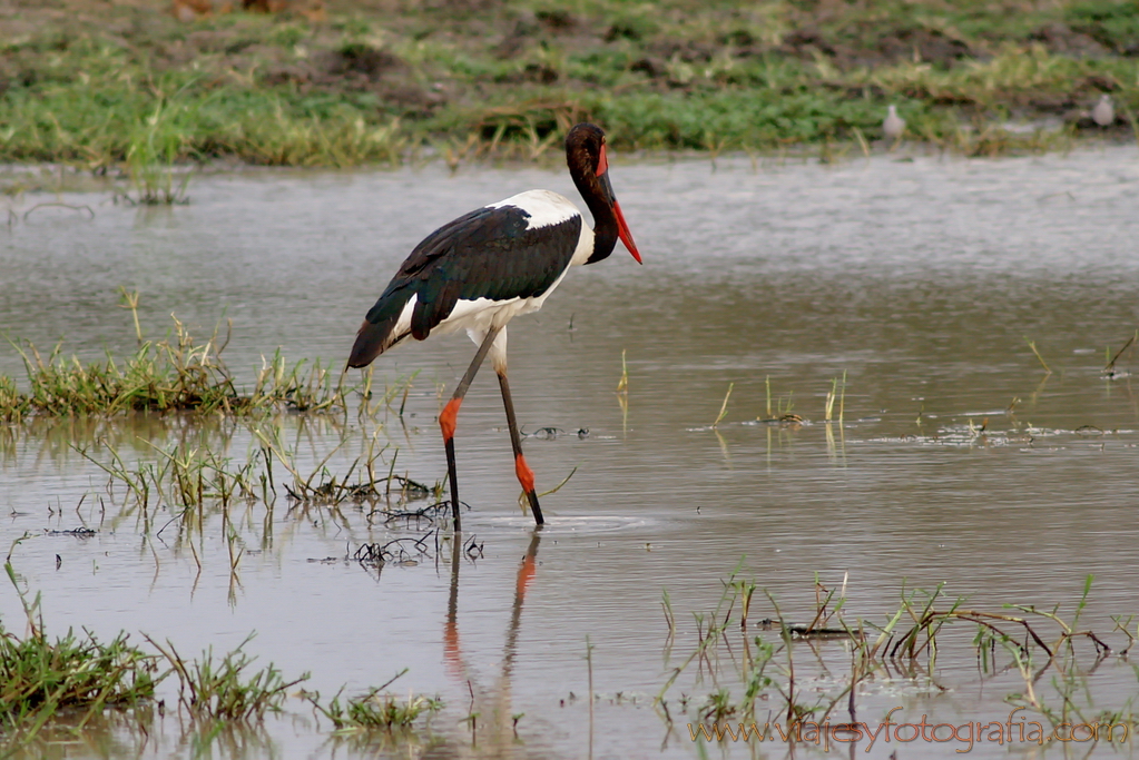 Kruger saddle-billed stork