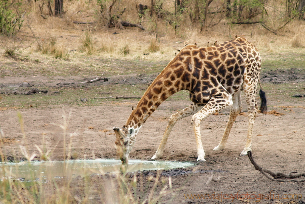 Kruger jirafa bebiendo 1