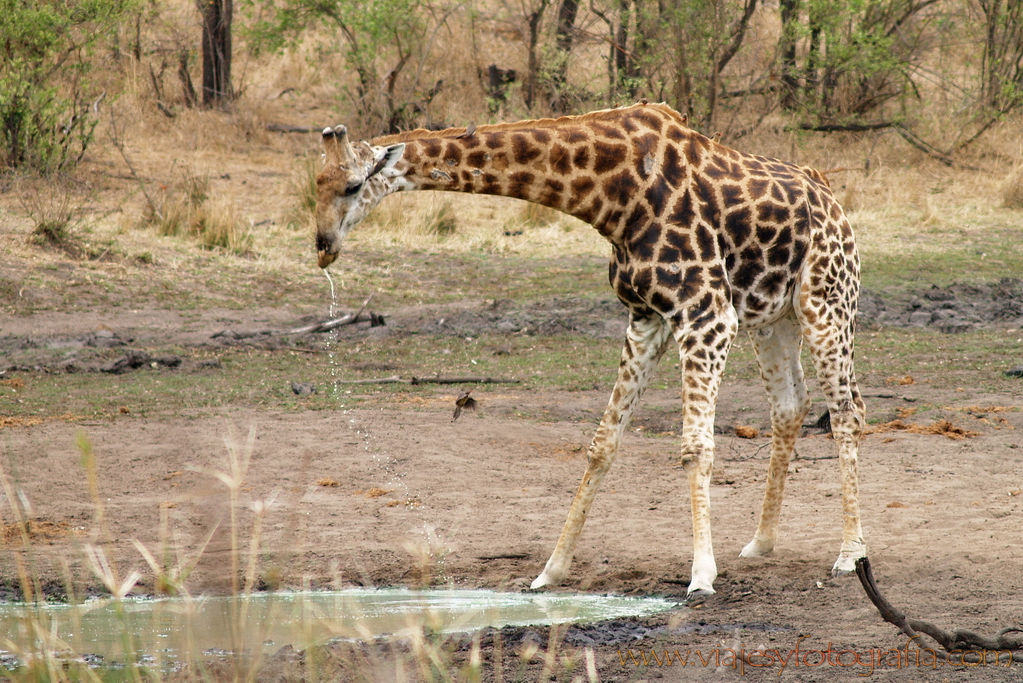 Kruger jirafa bebiendo 2