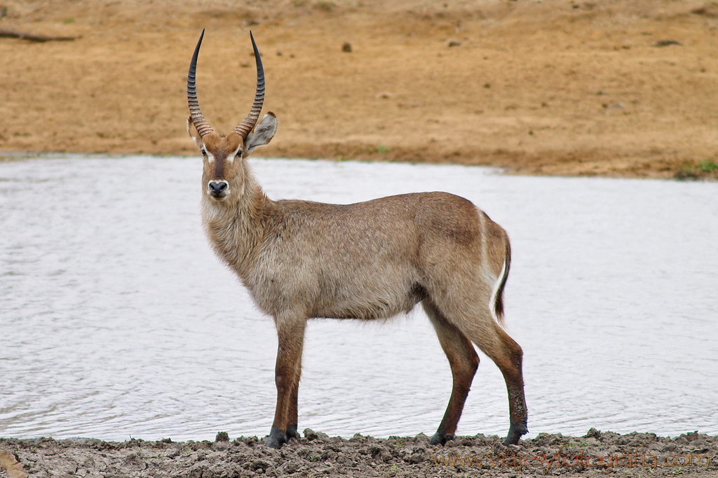 Kruger Waterbuck