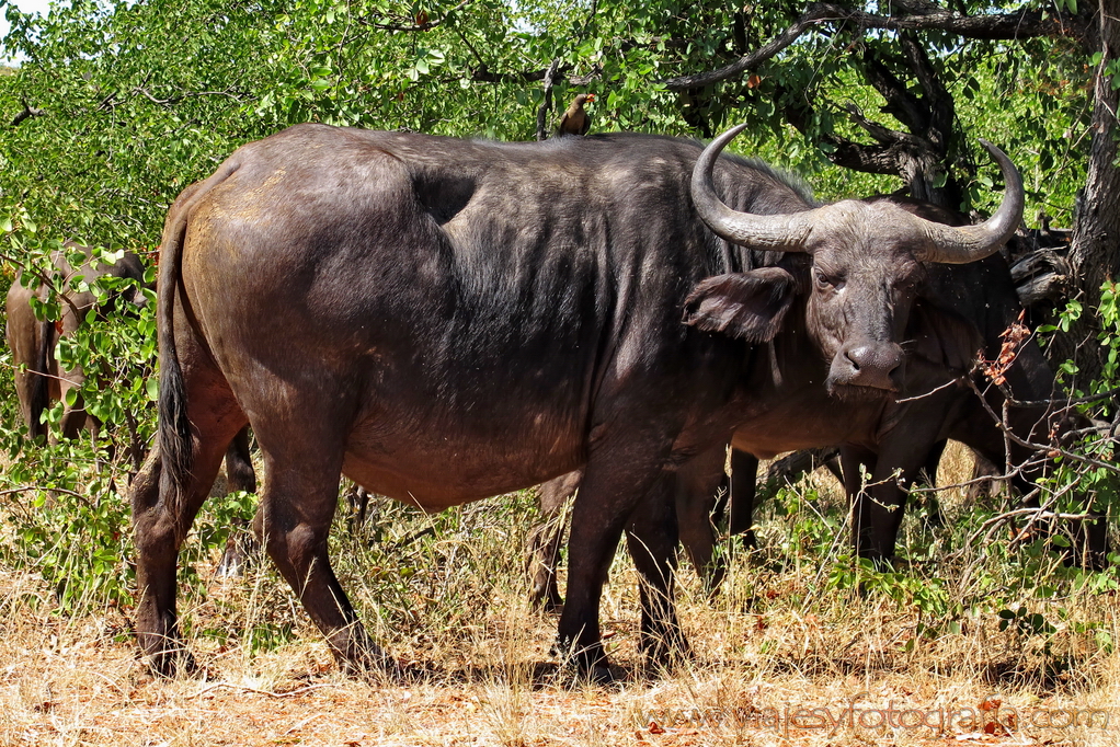 Kruger búfalo