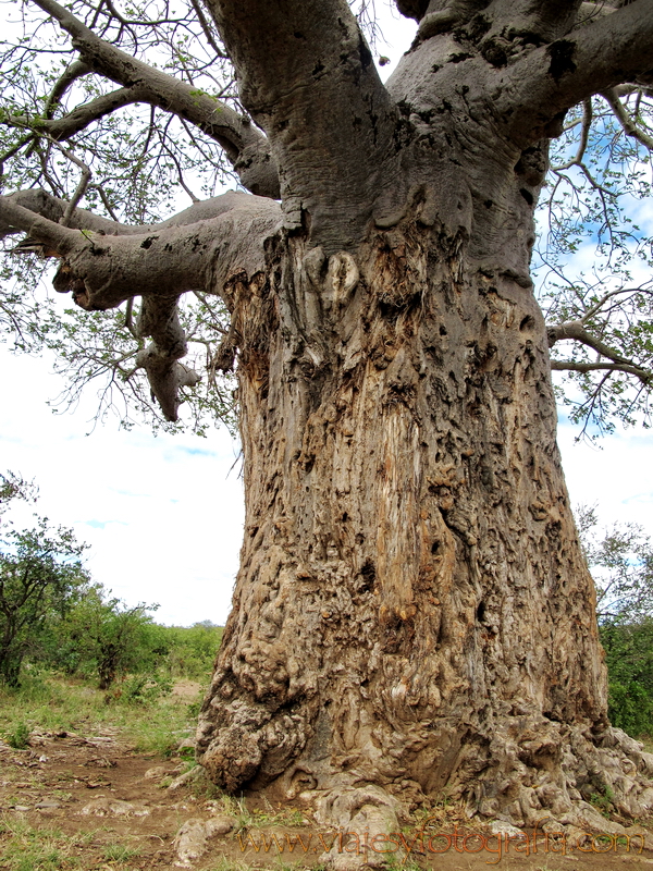 Kruger baobab