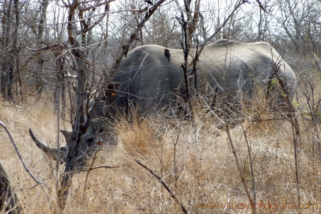 Kruger rinocerontes