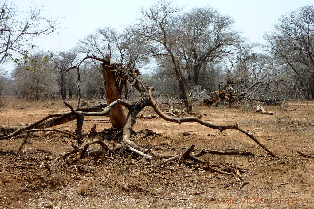 Kruger efectos d ela superpoblación de elefantes