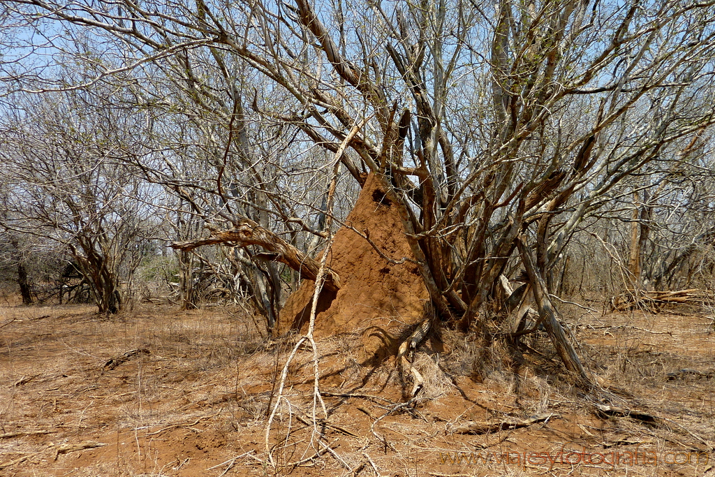 Kruger termitero