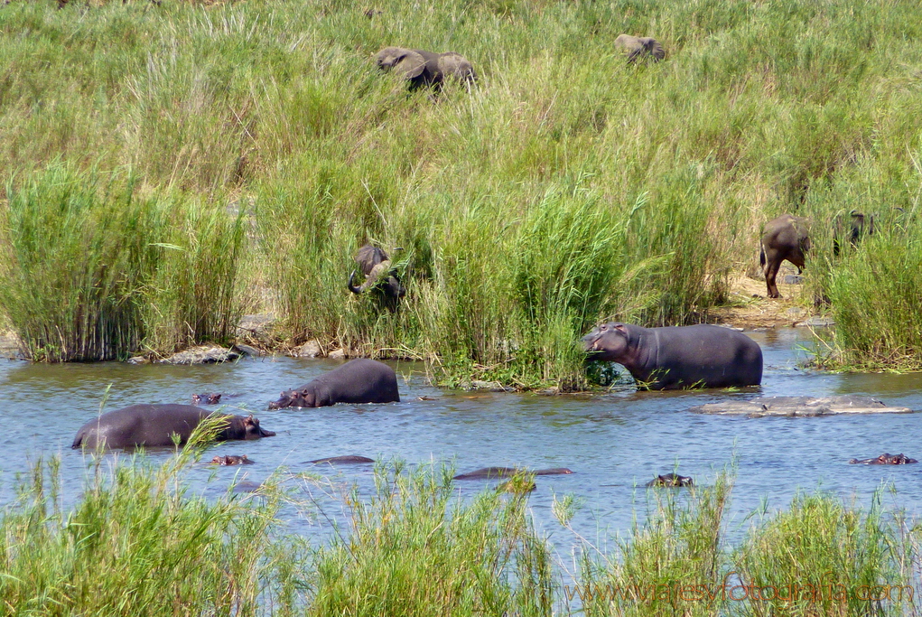 Kruger río Sabie