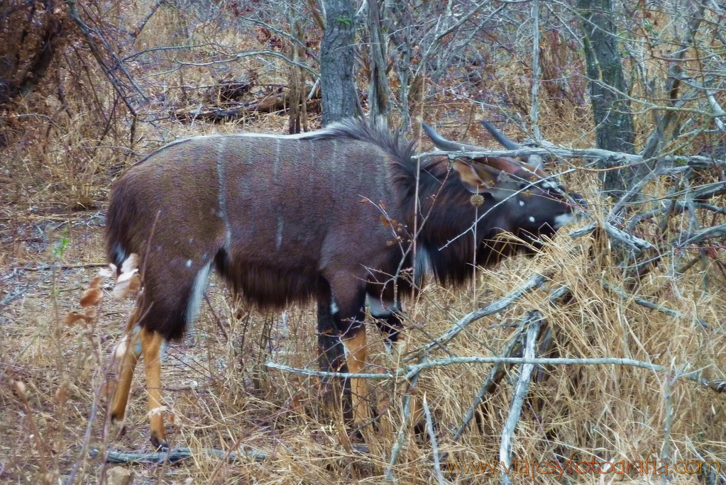 Kruger Nyala