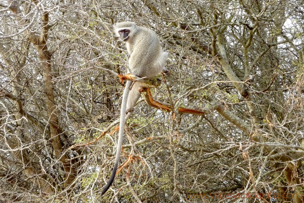 Kruger velvet monkey