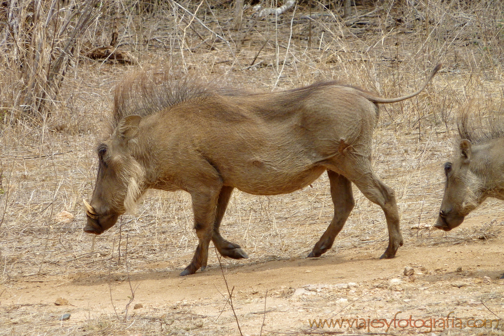 Kruger facocero