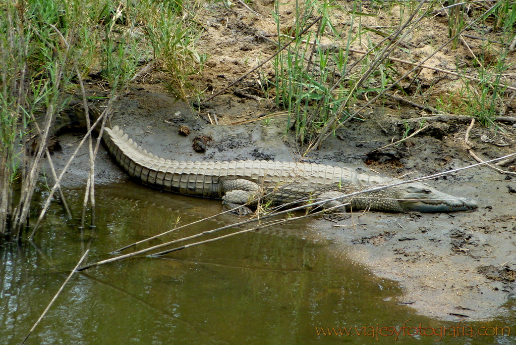 Kruger cocodrilo