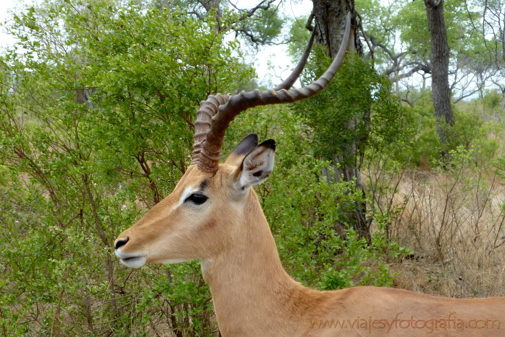 Kruger impala