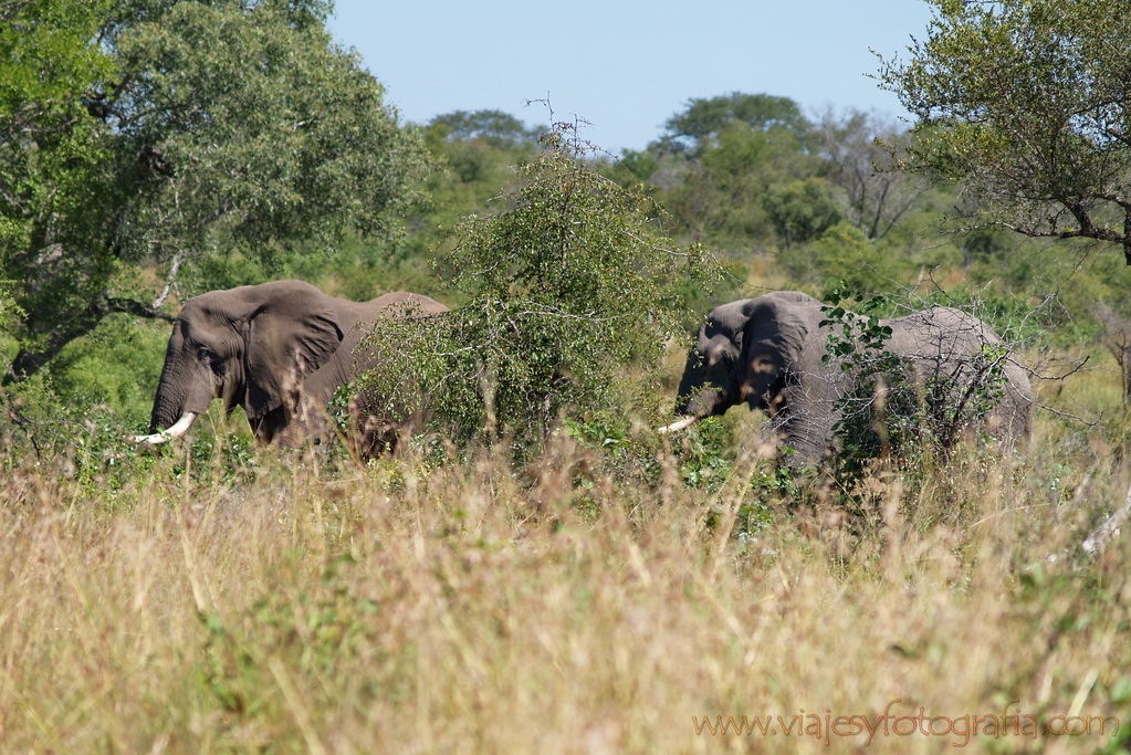 Kruger elefantes entre el bush