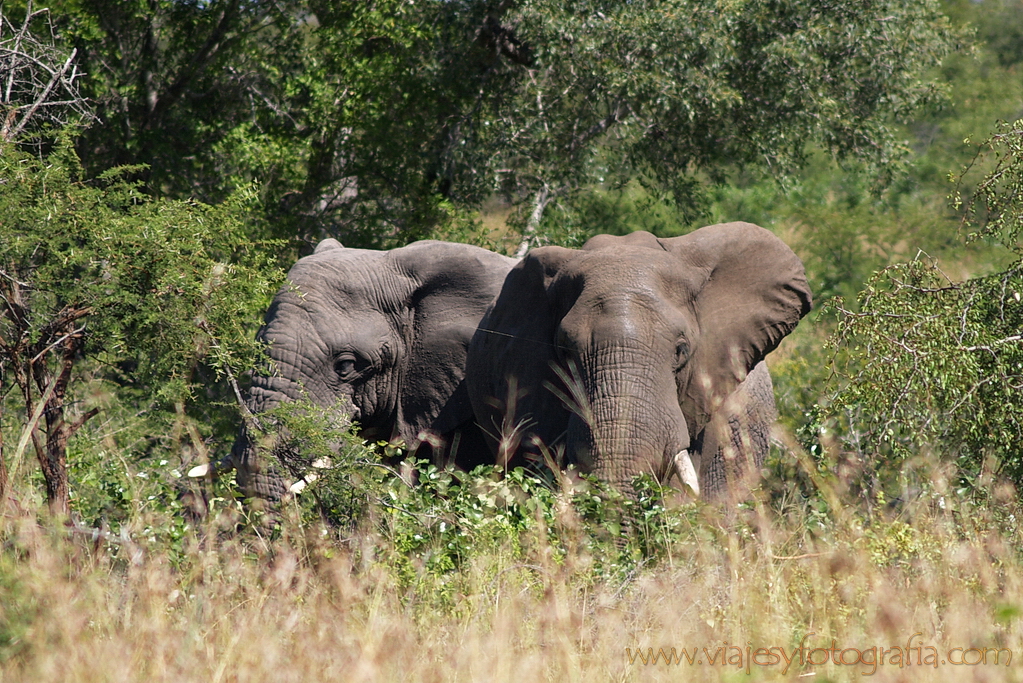 Kruger elefantes