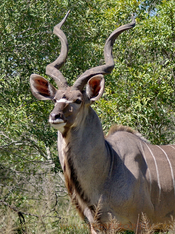 Kruger kudu