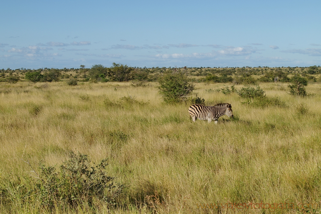 Kruger, el bush