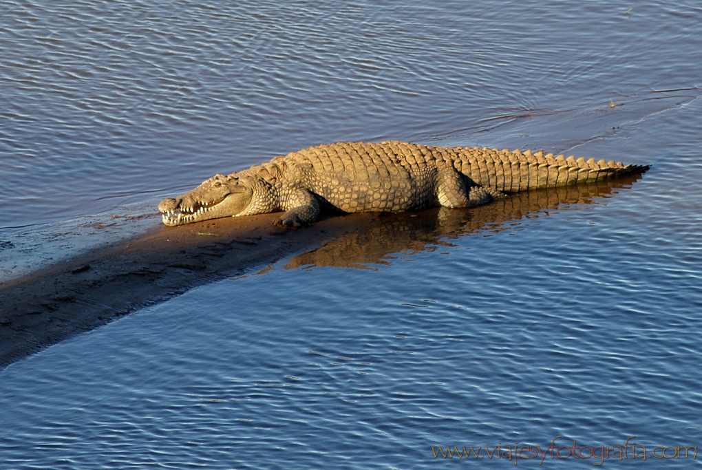 Kruger Cocodrilo del Nilo