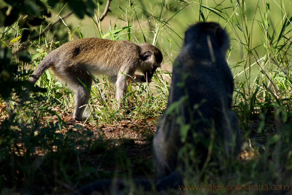 Kruger, monos entre la maleza