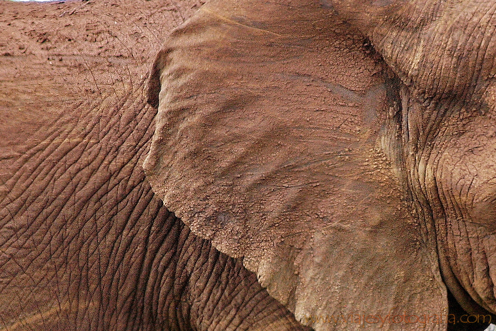 Kruger. Detalle de la piel de elefante.