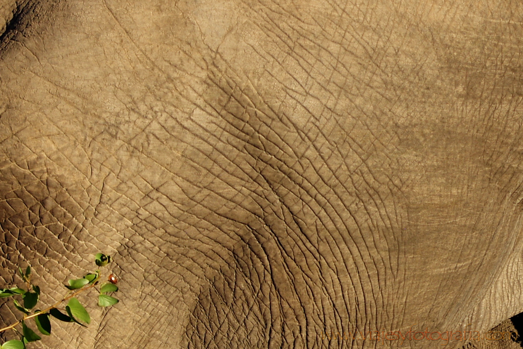 Kruger. Detalle de la piel de elefante.