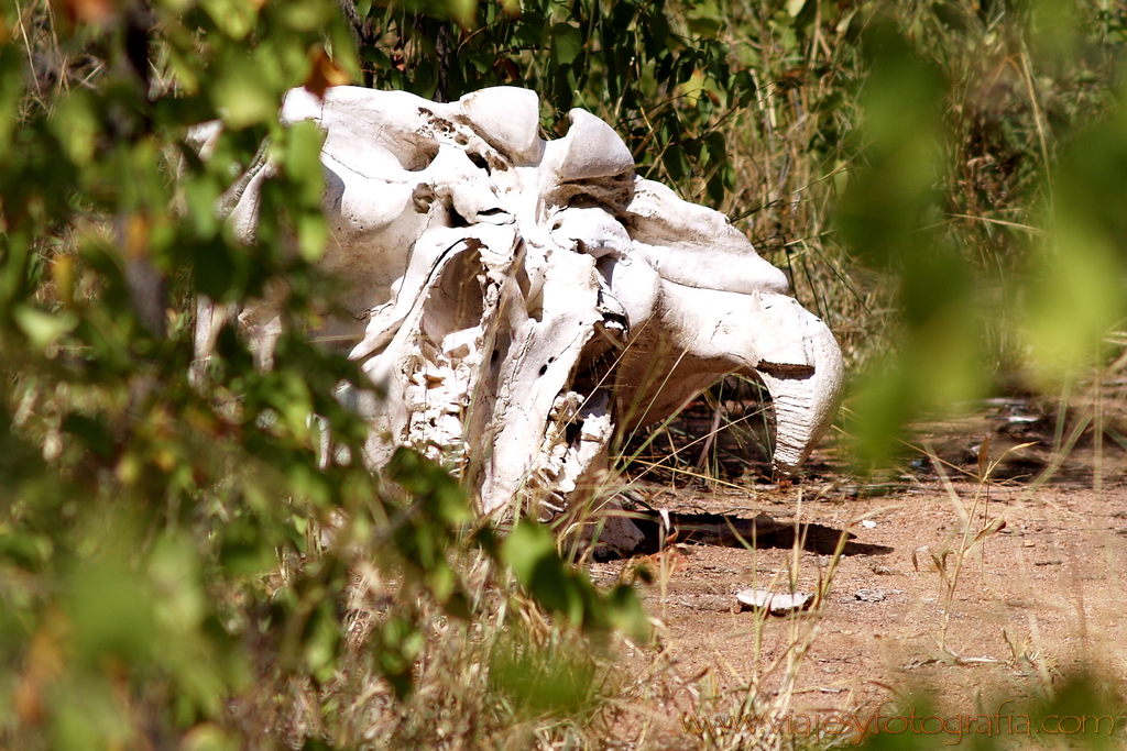 Kruger cráneo de elefante